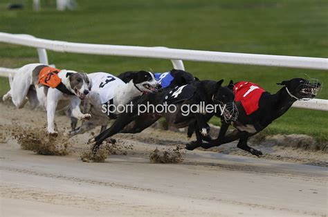 2017 GREYHOUND DERBY.